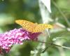 Argynnis paphia